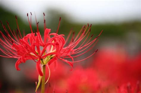 彼岸花|彼岸花（ヒガンバナ）とは ＜花言葉・由来・開花時期などを紹。